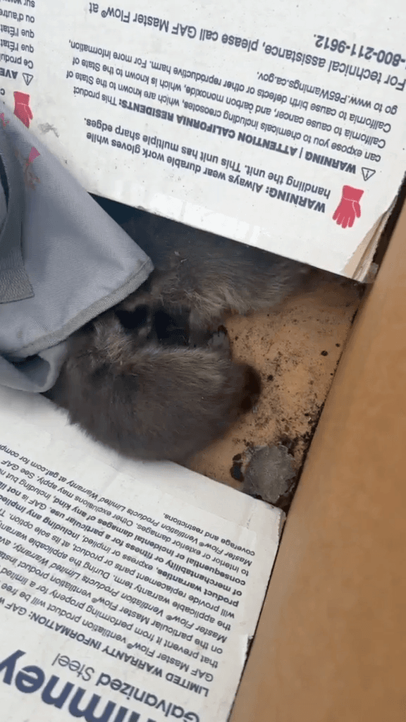 Humane wildlife removal on a Front Range home