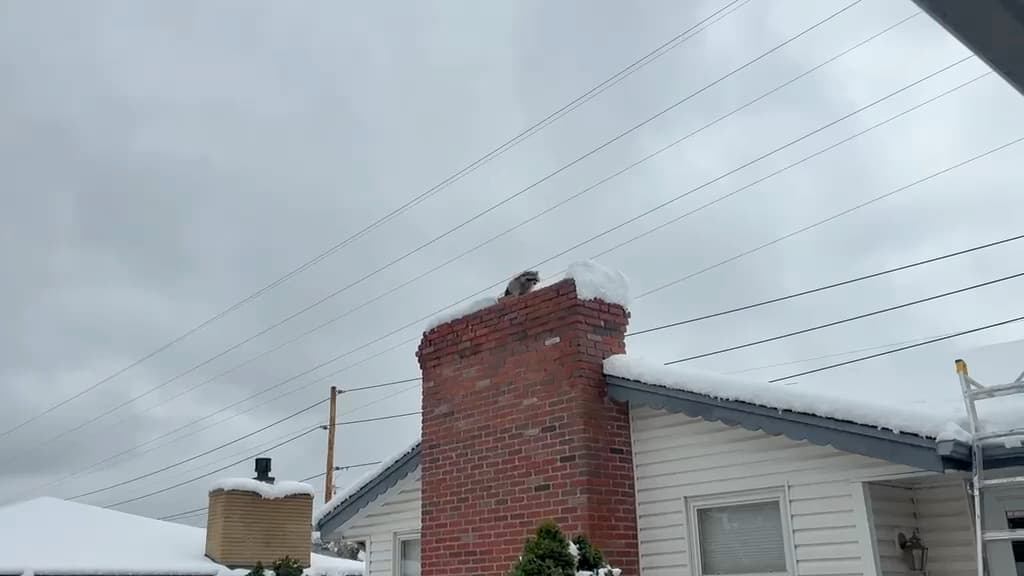 Chimney entry point sealed after wildlife removal